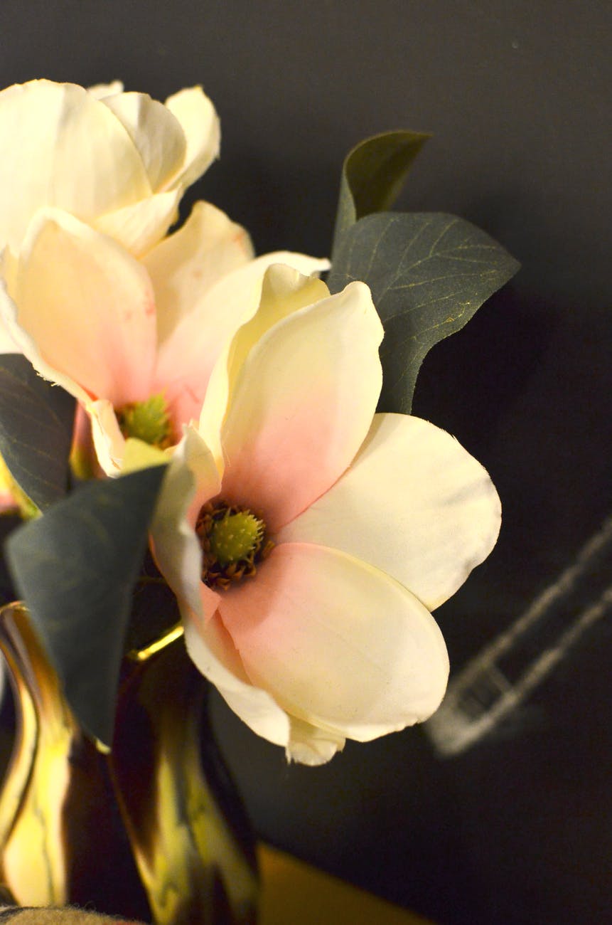 blooming flowers with delicate petals in vase